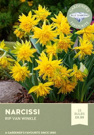 Narcissi Rip Van Winkle