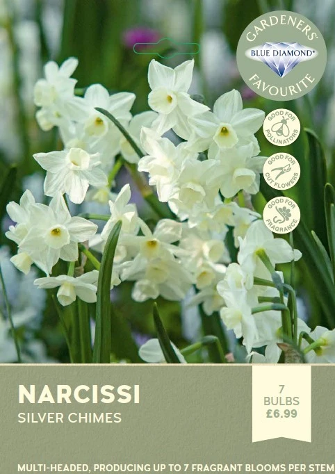Narcissi Silver Chimes