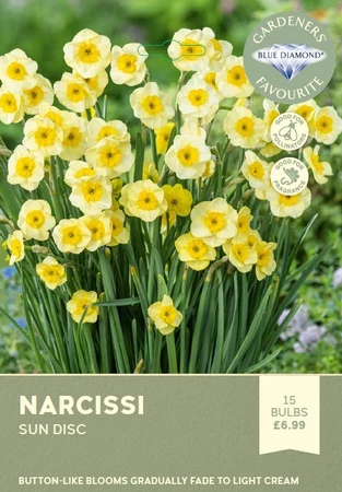 Narcissi Sun Disc