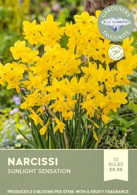 Narcissi Sunlight Sensation