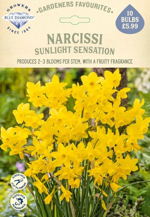 Narcissi Sunlight Sensation GF