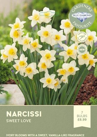 Narcissi Sweet Love