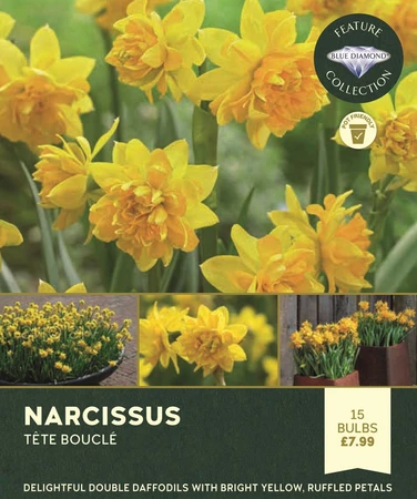 Narcissi Tete Boucle