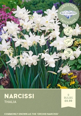 Narcissi Thalia