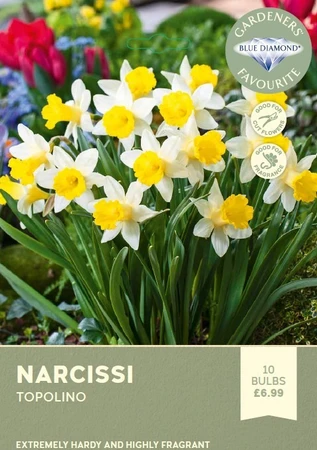Narcissi Topolino