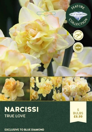 Narcissi True Love