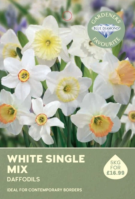 Narcissi White Mix 5KG