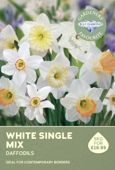 Narcissi White Mix 5KG