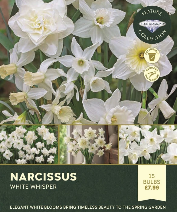 Narcissi White Whisper