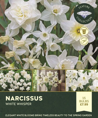 Narcissi White Whisper
