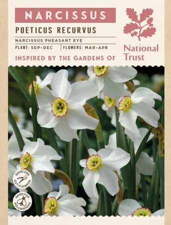 Narcissus Pheasant Eye - image 3