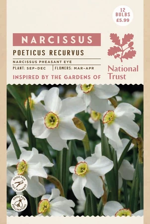 Narcissus Pheasant Eye - image 2