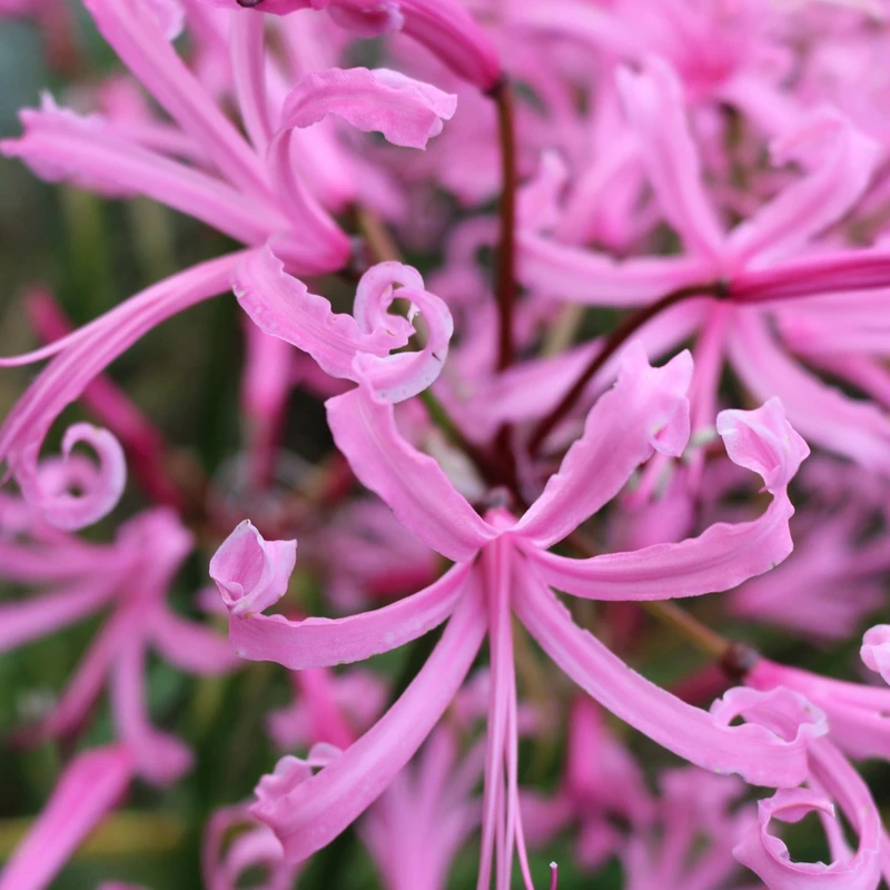 Nerine