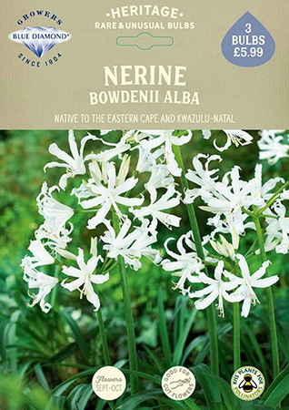 Nerine bowdenii Alba - image 2