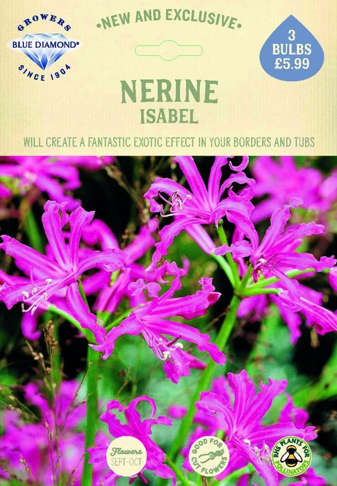 Nerine bowdenii Isabel - image 2