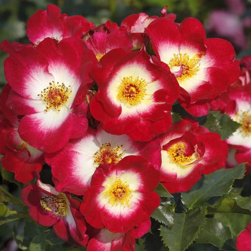 Occasion & Charity Roses