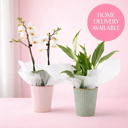 Orchid and Spathiphyllum Ceramic Duo 9cm