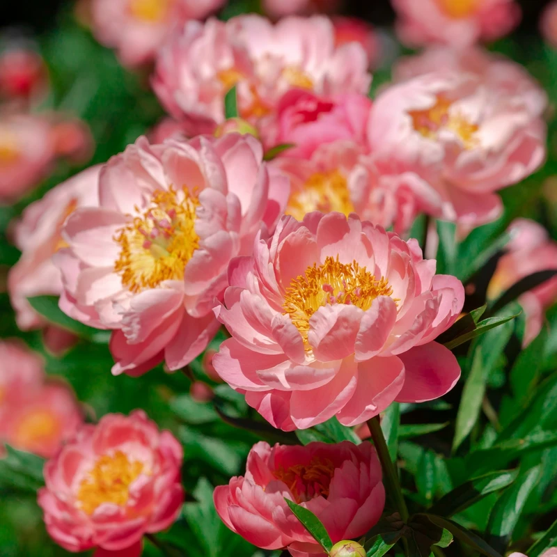 Peony