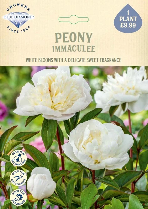Peony Immaculee