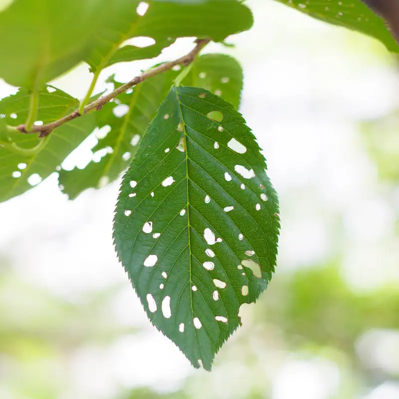 Pest & Fungus Control