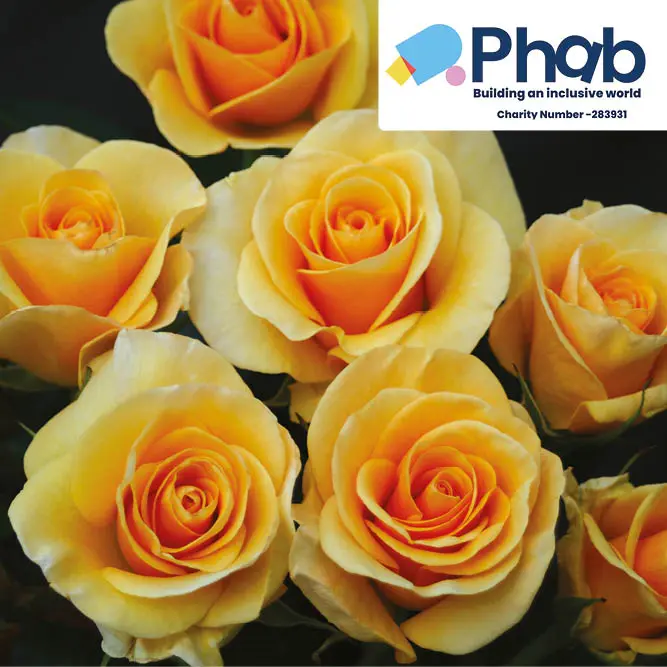 Phab Gold CHAR FL 4.5L