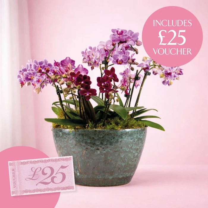 Phalaenopsis Artisan Bowl