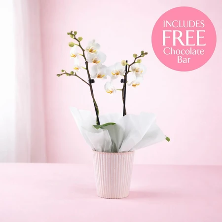 Phalaenopsis Ceramic with Chocolates 9cm