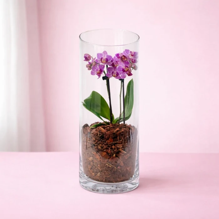 Phalaenopsis Triple Glass Terrarium 9cm
