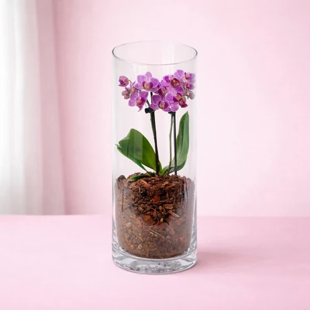 Phalaenopsis Triple Glass Terrarium 9cm