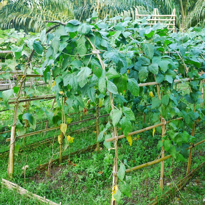 Plant Support & Protection