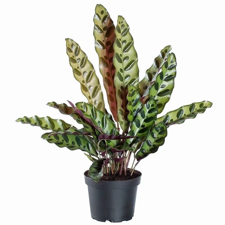 Calathea Lancifolia Insigne 14cm - image 2