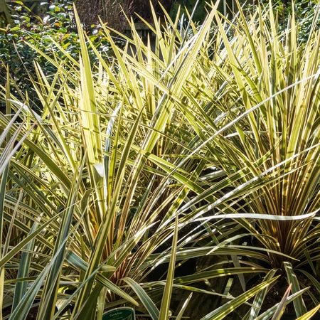 Cordyline Australis Torbay Dazzler 2L