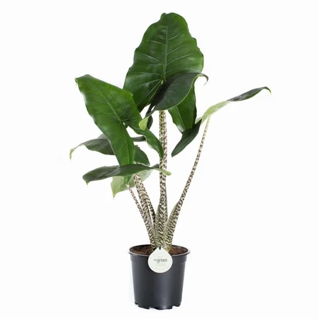 Alocasia Zebrina 17Cm - image 2