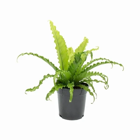 Asplenium Osaka 17cm - image 2