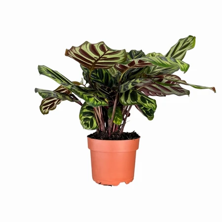Calathea Makoyana UK 12cm