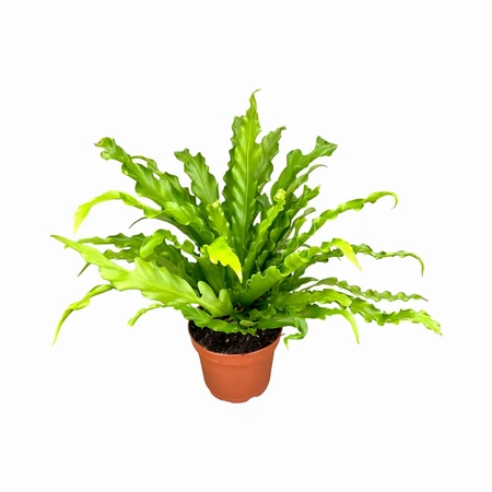 Asplenium Antiquum 12cm