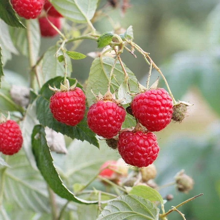 Raspberry Amira 5L