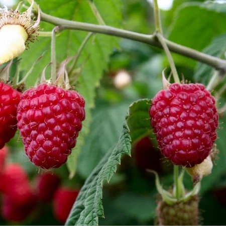 Raspberry Polka 5L