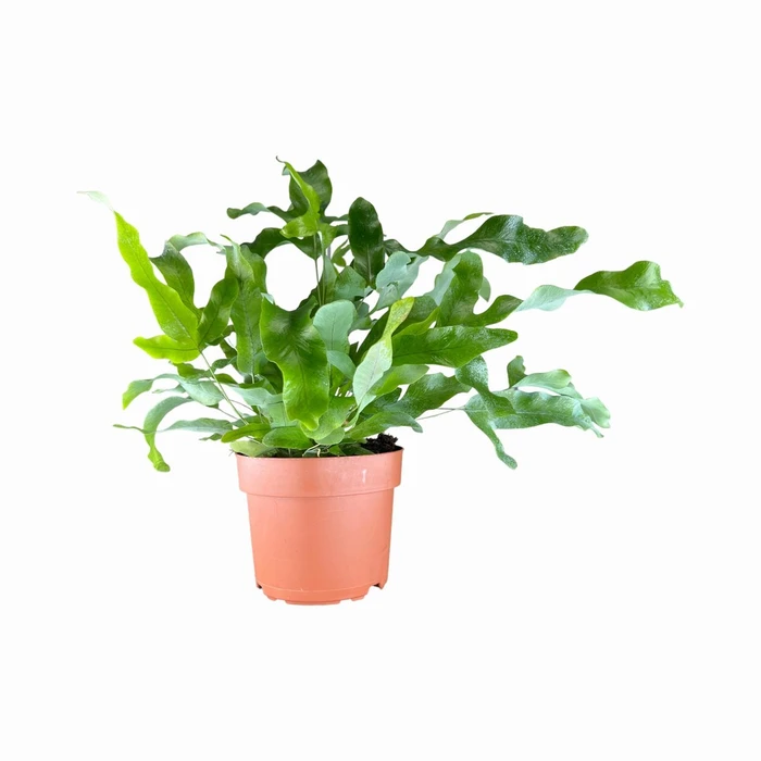 Phlebodium Aureum 12cm