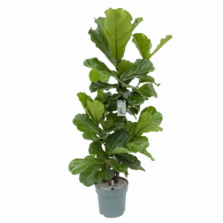 Ficus Lyrata Stem Hydro 27cm - image 2