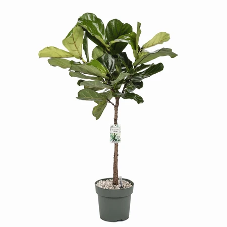 Ficus Lyrata Stem Hydro 27cm - image 1