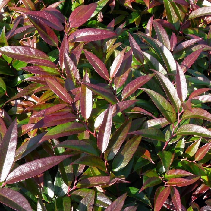 Leucothoe Keiskei Royal Ruby 2L - image 1