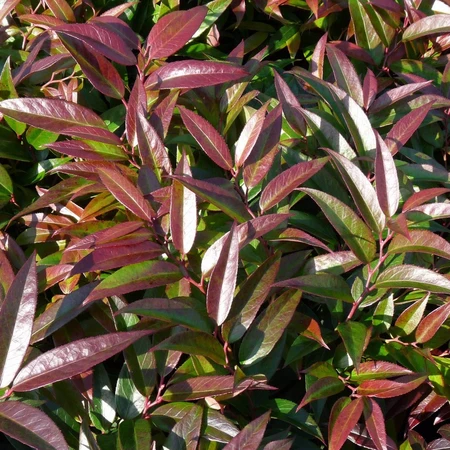 Leucothoe Keiskei Royal Ruby 2L - image 3