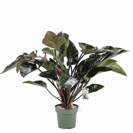 Philodendron Red Beauty Hydro 27cm - image 1