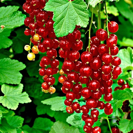 Redcurrant Jonkheer Van Tets 3L