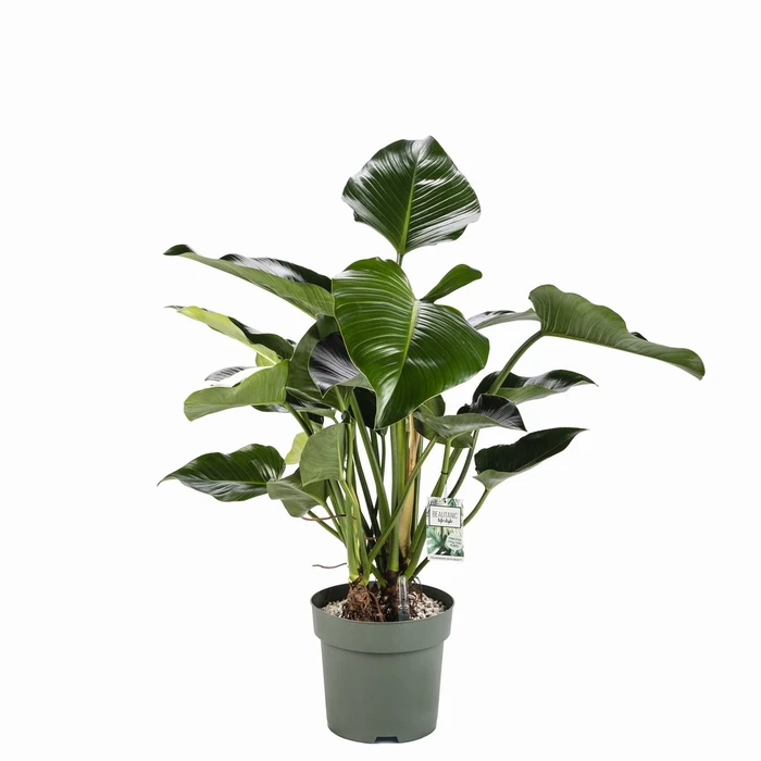 Philodendron Green Beauty Hydro 27cm - image 1