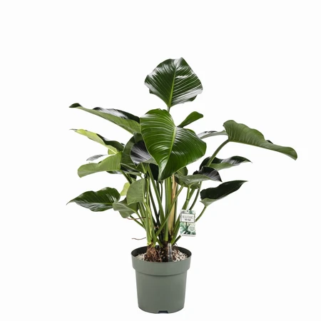 Philodendron Green Beauty Hydro 27cm - image 2