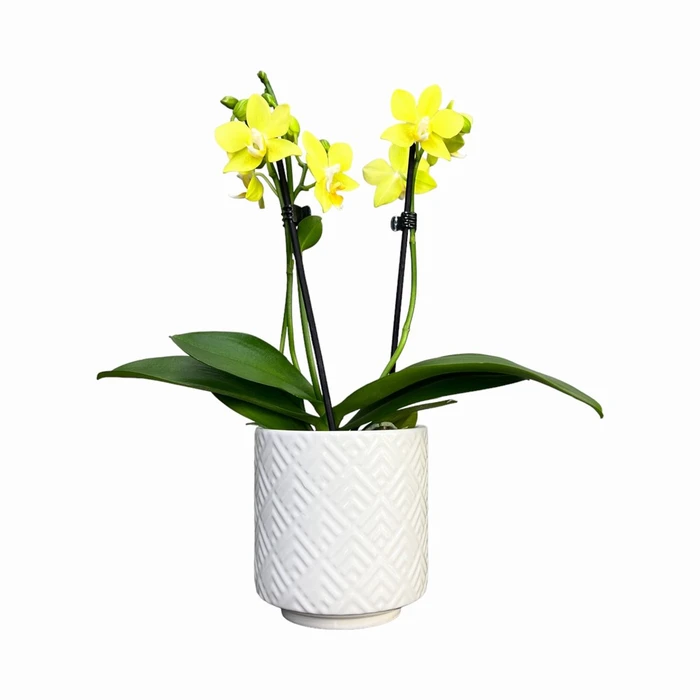 Phalaenopsis UK Yellows Ceramic 9cm