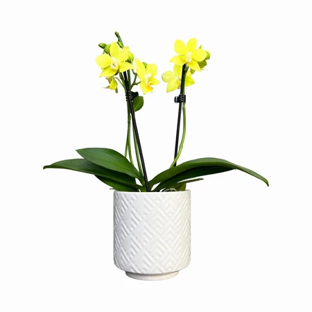Phalaenopsis UK Yellows Ceramic 9cm