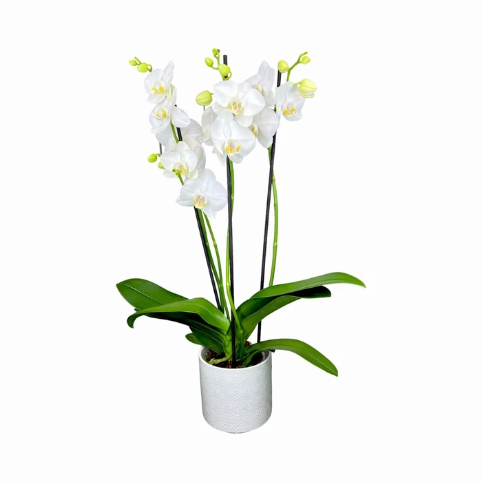 Phalaenopsis 3Br Folkstone Ceramic 12cm